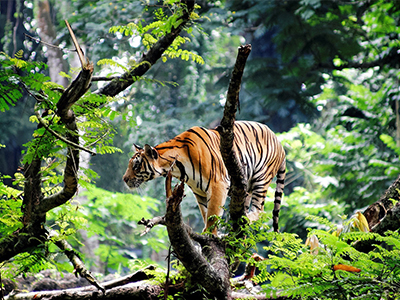 Luxury Wildlife Safari